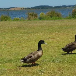 Lake Horowhenua - Levin