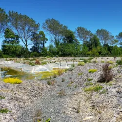Levin Farmers Market - Levin