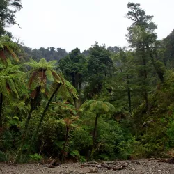 Rimutaka Forest Park - Lower Hutt