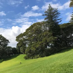 Amano Art Gallery - Manukau