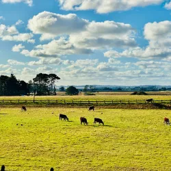 Puhinui Reserve - Manukau