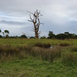 Puhinui Reserve - Manukau