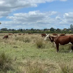 Puhinui Reserve - Manukau
