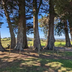 Totara Park - Manukau