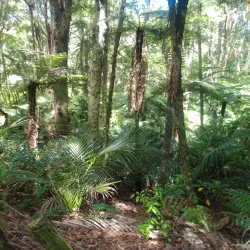 Totara Park - Manukau