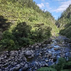 Kaimai Mamaku Forest Park - Matamata