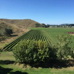 Mission Estate Winery - Napier