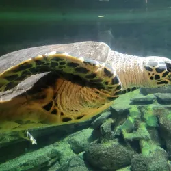National Aquarium of New Zealand - Napier