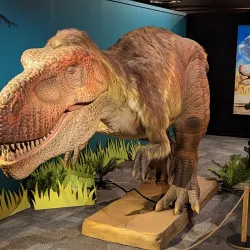 Nelson Provincial Museum - Nelson