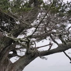 Cheltenham Beach - North Shore