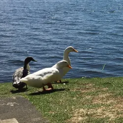 Lake Pupuke - North Shore