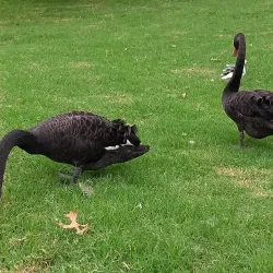 Lake Pupuke - North Shore