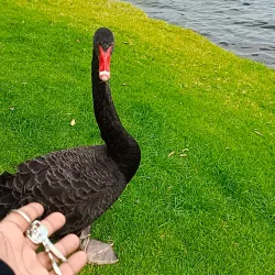 Lake Pupuke - North Shore