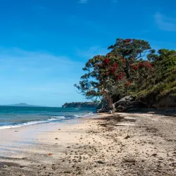 Long Bay Regional Park - North Shore