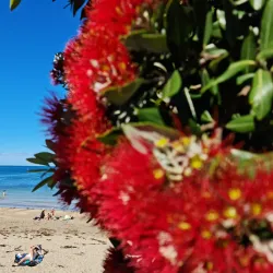 Milford Beach - North Shore