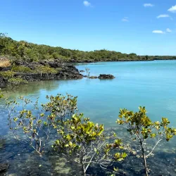 Rangitoto Island - North Shore