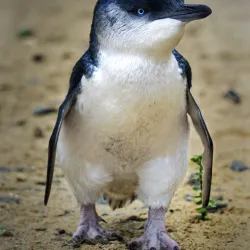 Oamaru Blue Penguin Colony - Oamaru
