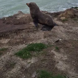 Oamaru Blue Penguin Colony - Oamaru