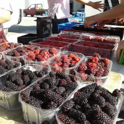 Oamaru Farmers Market - Oamaru