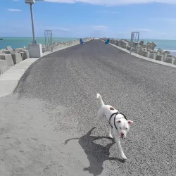 Opotiki Wharf - Opotiki