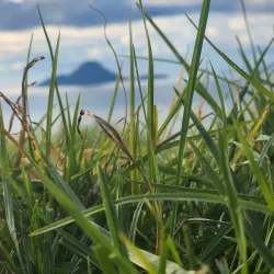 Whakatane River Walkway - Opotiki