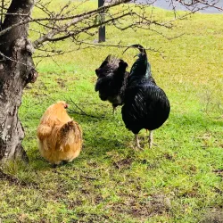 Haruru Falls - Paihia