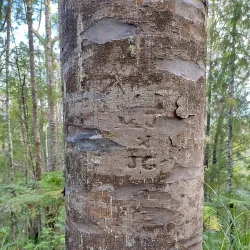 Opua Forest Walk - Paihia