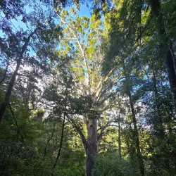Opua Forest Walk - Paihia