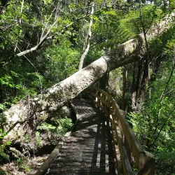 Opua Forest Walk - Paihia
