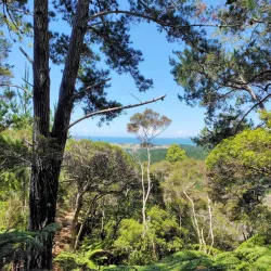 Waitangi Mountain Bike Park - Paihia