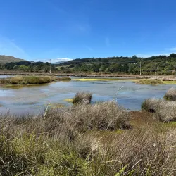 Pauatahanui Wildlife Reserve - Porirua