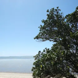 Awhitu Regional Park - Pukekohe