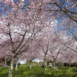 Pukekohe Botanical Gardens - Pukekohe
