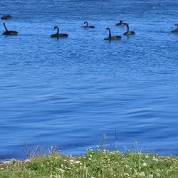 Little River Rail Trail - Rolleston