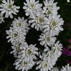 Rolleston Golf Club - Rolleston