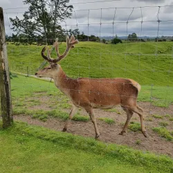 Agrodome - Rotorua