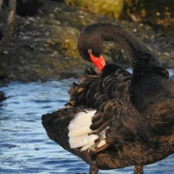 Lake Rotorua - Rotorua