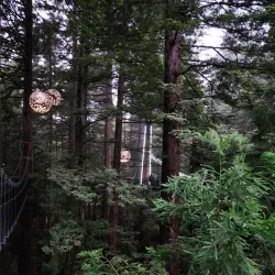 Redwoods Whakarewarewa Forest - Rotorua