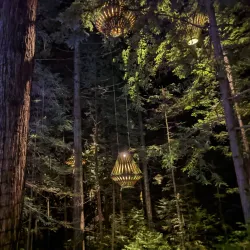 Redwoods Whakarewarewa Forest - Rotorua