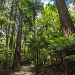 Redwoods Whakarewarewa Forest - Rotorua