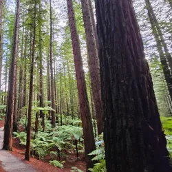 Redwoods Whakarewarewa Forest - Rotorua