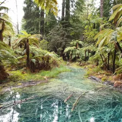Redwoods Whakarewarewa Forest - Rotorua