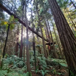 Redwoods Whakarewarewa Forest - Rotorua