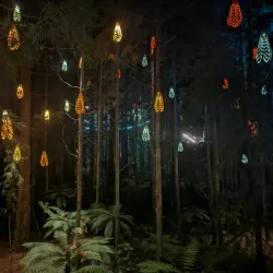 Redwoods Whakarewarewa Forest - Rotorua