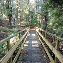 Lake Mistletoe Walk - Te Anau