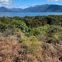 Lake Mistletoe Walk - Te Anau