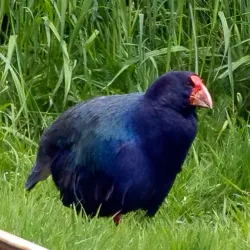 Te Anau Bird Sanctuary - Te Anau