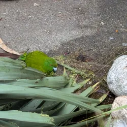 Te Anau Bird Sanctuary - Te Anau