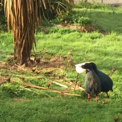 Te Anau Bird Sanctuary - Te Anau