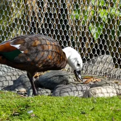 Te Anau Bird Sanctuary - Te Anau